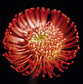 LEUCOSPERMUM CORDIFOLIUM, PINCUSHION