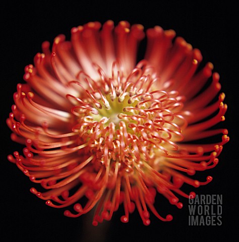 LEUCOSPERMUM_CORDIFOLIUM_PINCUSHION