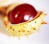 AESCULUS HIPPOCASTANUM, HORSE CHESTNUT, CONKER