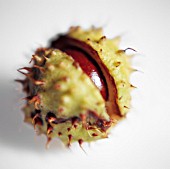 AESCULUS HIPPOCASTANUM, HORSE CHESTNUT, CONKER