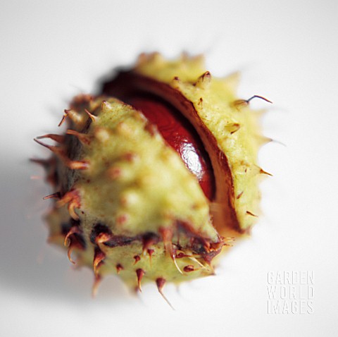 AESCULUS_HIPPOCASTANUM_HORSE_CHESTNUT_CONKER