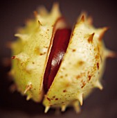 AESCULUS HIPPOCASTANUM, HORSE CHESTNUT, CONKER