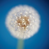 TARAXACUM OFFICINALE, DANDELION CLOCK