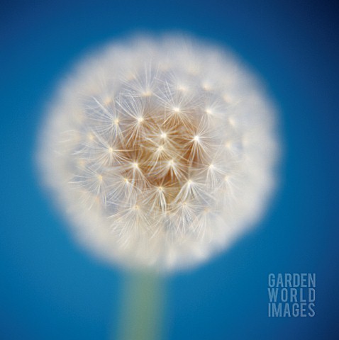 TARAXACUM_OFFICINALE_DANDELION_CLOCK