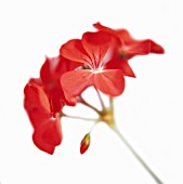 PELARGONIUM, PELARGONIUM