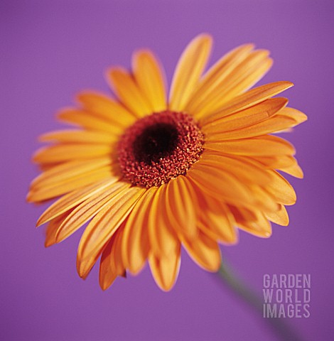 GERBERA_GERBERA