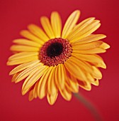 GERBERA, GERBERA