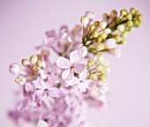 SYRINGA, LILAC