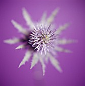 ERYNGIUM, SEA HOLLY