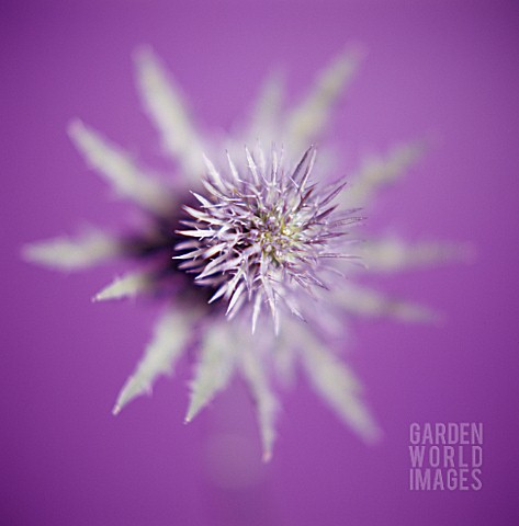 ERYNGIUM_SEA_HOLLY