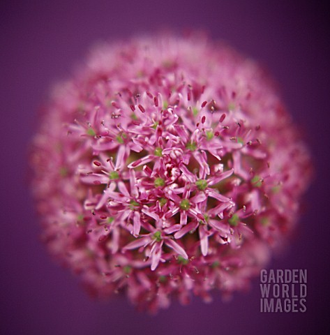 ALLIUM_ALLIUM