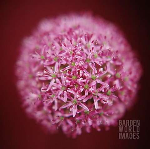 ALLIUM_ALLIUM