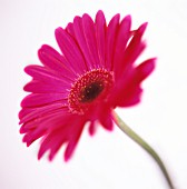 GERBERA, GERBERA