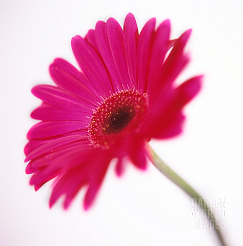 GERBERA_GERBERA