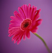 GERBERA, GERBERA