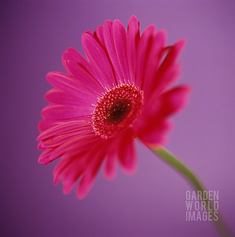 GERBERA_GERBERA