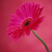 GERBERA, GERBERA