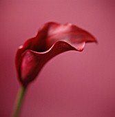 ZANTEDESCHIA, LILY - ARUM LILY, CALLA LILY