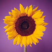 HELIANTHUS ANNUS, SUNFLOWER