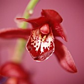 CYMBIDIUM, ORCHID