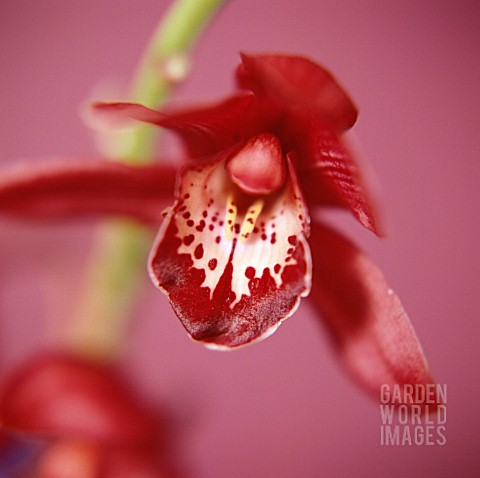 CYMBIDIUM_ORCHID