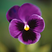 VIOLA WITTROCKIANA, PANSY