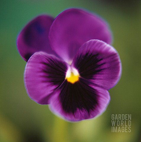 VIOLA_WITTROCKIANA_PANSY