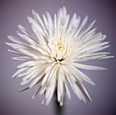 CHRYSANTHEMUM, CHRYSANTHEMUM