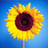 HELIANTHUS ANNUS, SUNFLOWER