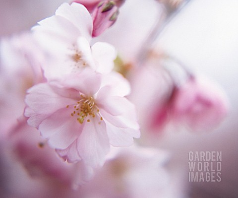 PRUNUS_CHERRY