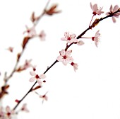 PRUNUS CERASUS, CHERRY