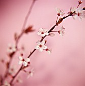 PRUNUS CERASUS, CHERRY