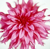 DAHLIA, DAHLIA