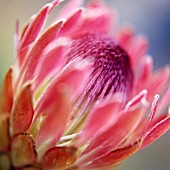 PROTEA EXIMIA, PROTEA