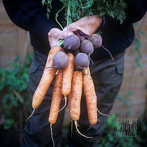 MIXED_VEGETABLES