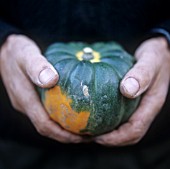 CUCURBITA PEPO, SQUASH