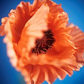 PAPAVER, POPPY