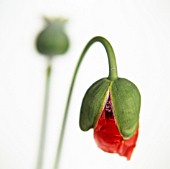 PAPAVER SOMNIFERUM, POPPY - OPIUM POPPY