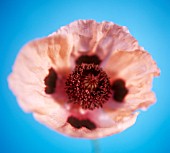 PAPAVER ORIENTALE ‘PRINCESS VICTORIA LOUSIE’, POPPY - ORIENTAL POPPY