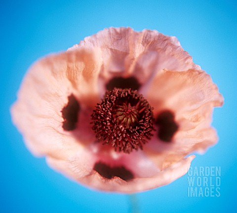 PAPAVER_ORIENTALE_PRINCESS_VICTORIA_LOUSIE_POPPY__ORIENTAL_POPPY