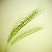 HORDEUM MURINUM, WALL BARLEY