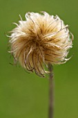 CLEMATIS SEEDHEAD