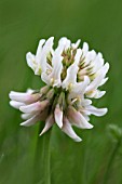 TRIFOLIUM PRATENSE