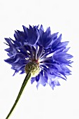 CENTAUREA CYANUS