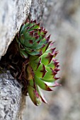 SEMPERVIVUM CALCAREUM