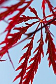 ACER PALMATUM DISSECTUM ATROPURPUREUM