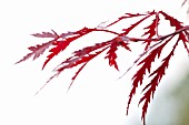 ACER PALMATUM DISSECTUM ATROPURPUREUM