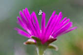 LAMPRANTHUS AMOENUS