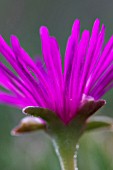 LAMPRANTHUS AMOENUS