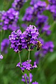 LAVANDULA ANGUSTIFOLIA